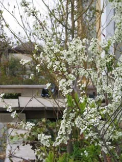 庭の花と木々